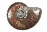 1 to 1 1/2" Flashy Red Iridescent Ammonite Fossil - Photo 3